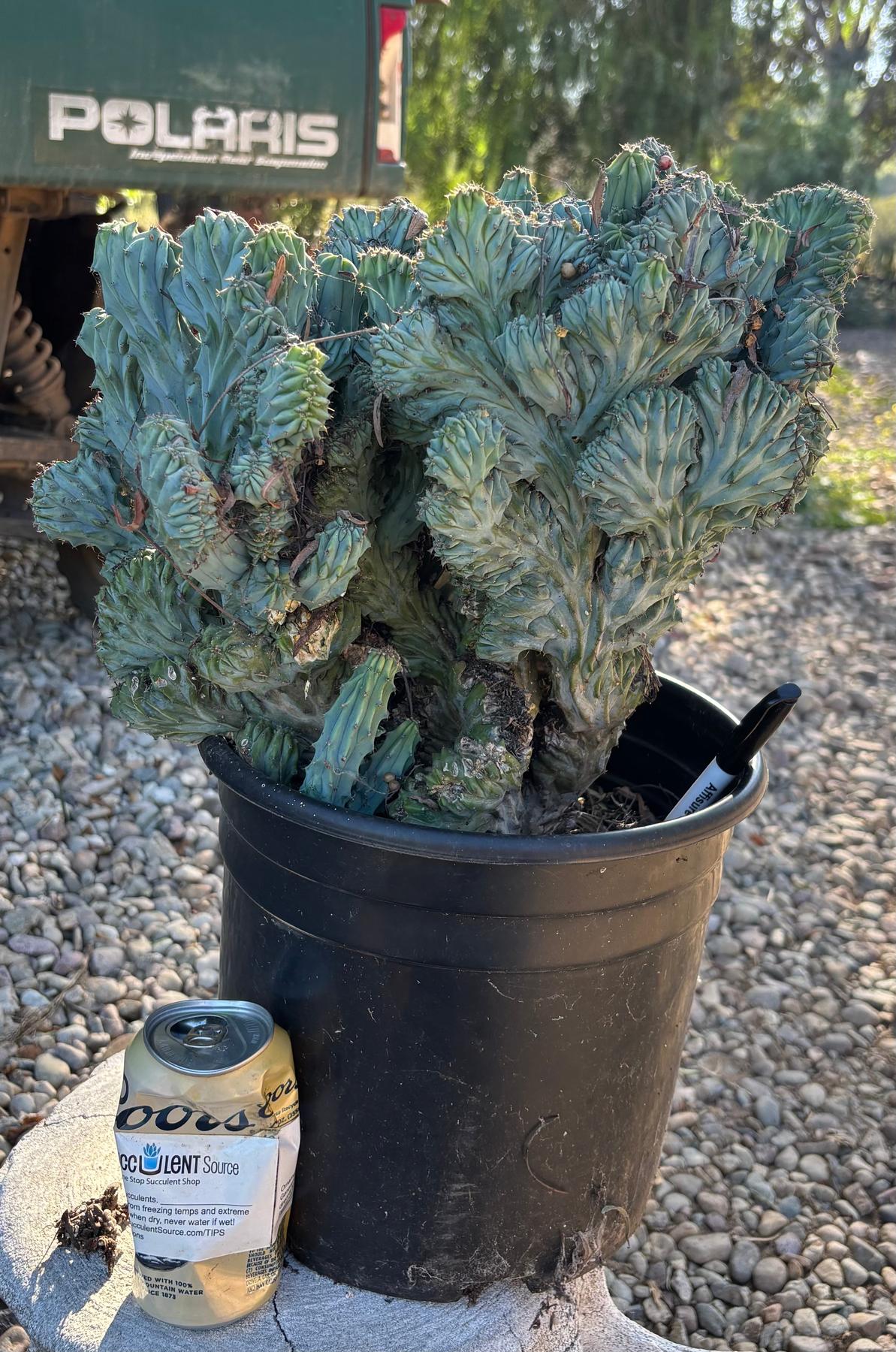 #EC146 EXACT Myrtillocactus Geometrizans Elite Crested Cactus