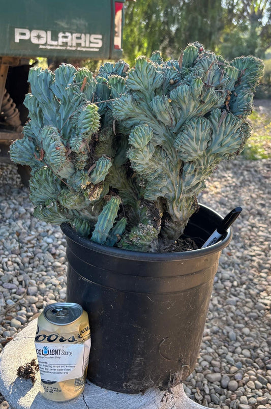 #EC146 EXACT Myrtillocactus Geometrizans Elite Crested Cactus