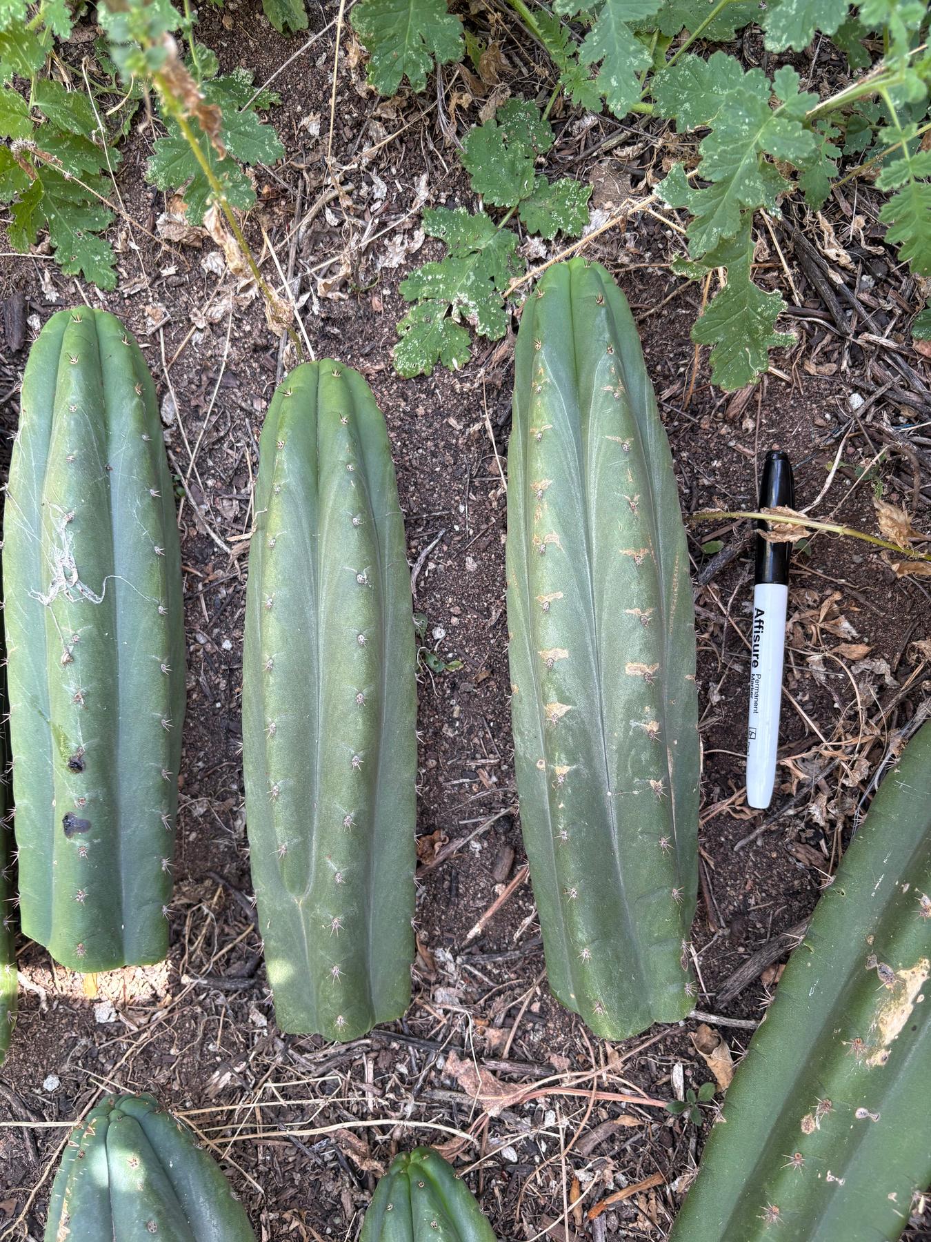 #EC149 EXACT Trichocereus Chavin Herbalist OP Cactus hybrid Cuttings