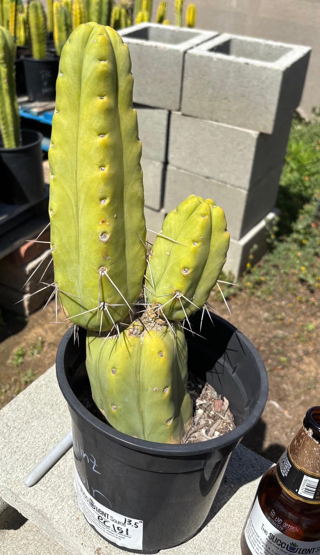 #EC151 EXACT Trichocereus Bridgesii Twin Spine Ornamental Cactus 13.5