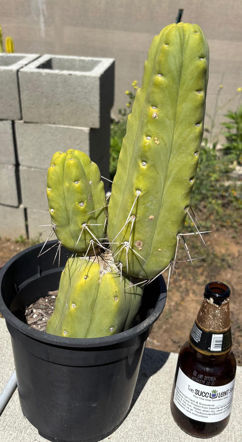 #EC151 EXACT Trichocereus Bridgesii Twin Spine Ornamental Cactus 13.5