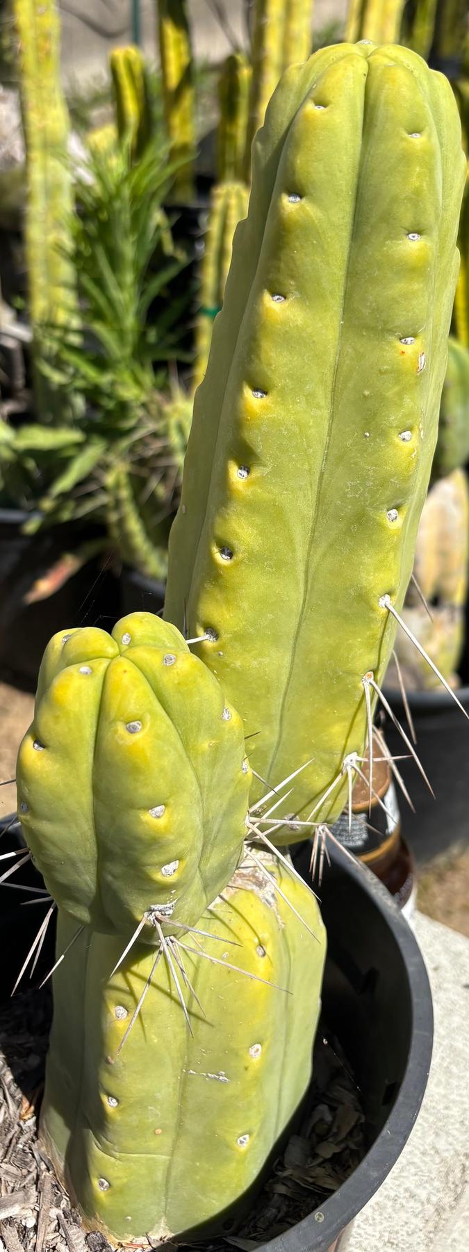 #EC151 EXACT Trichocereus Bridgesii Twin Spine Ornamental Cactus 13.5