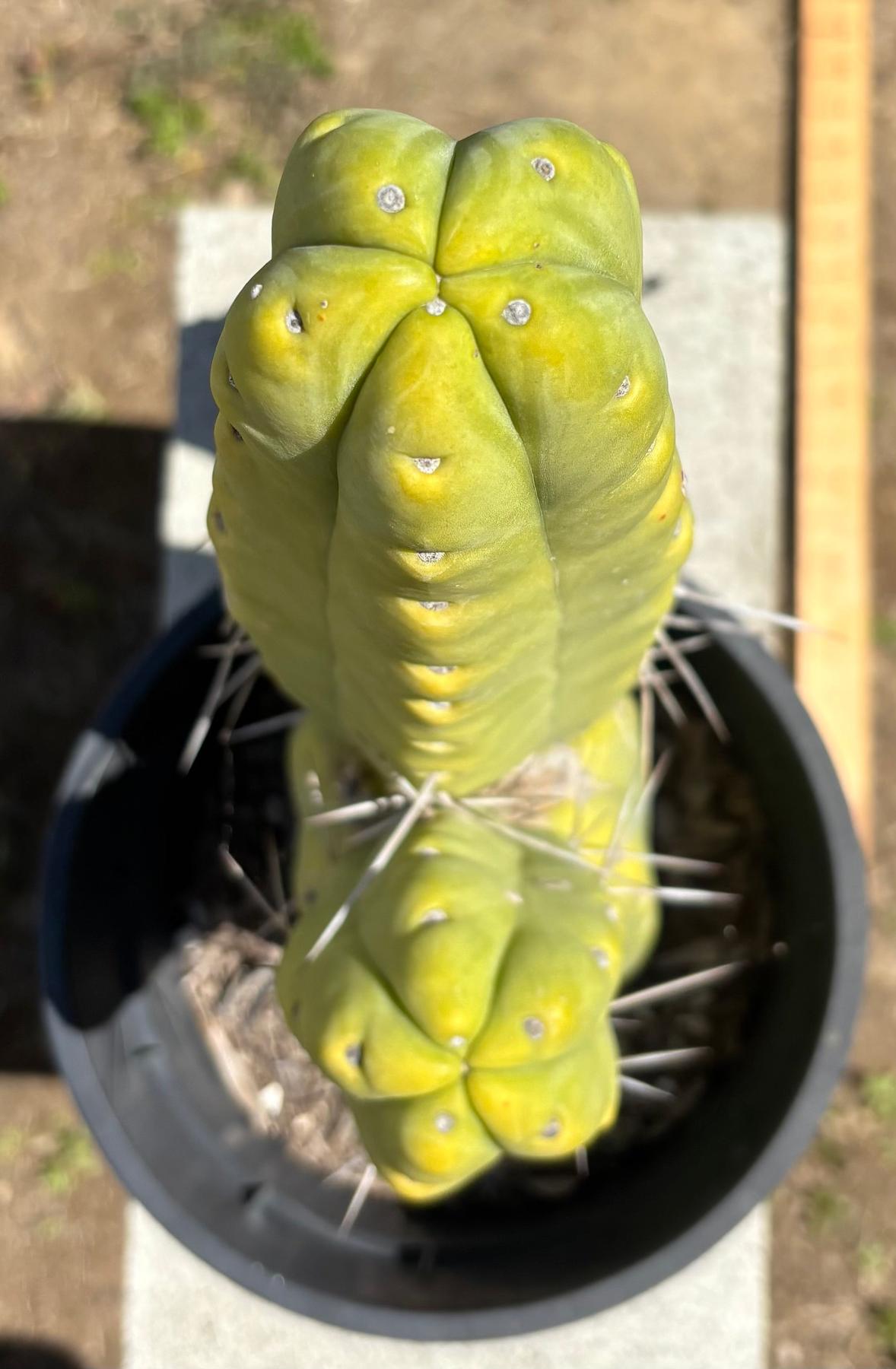 #EC151 EXACT Trichocereus Bridgesii Twin Spine Ornamental Cactus 13.5