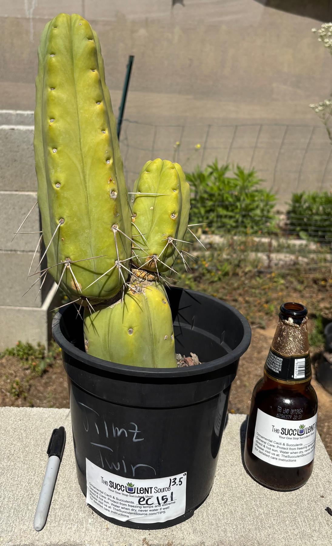 #EC151 EXACT Trichocereus Bridgesii Twin Spine Ornamental Cactus 13.5