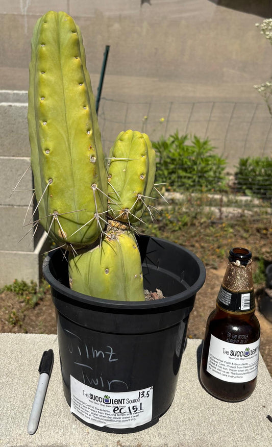 #EC151 EXACT Trichocereus Bridgesii Twin Spine Ornamental Cactus 13.5