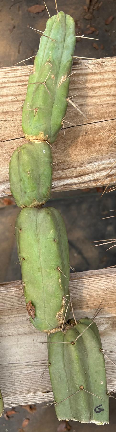 #EC153 EXACT Trichocereus Bridgesii Jiimz Twin Spine Cactus Cuttings