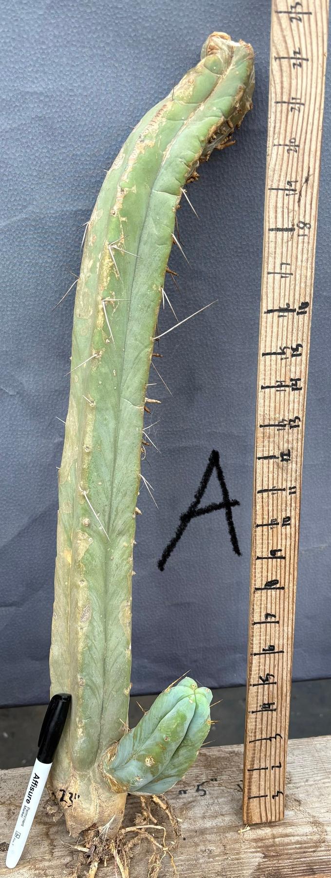 #EC153 EXACT Trichocereus Bridgesii Jiimz Twin Spine Cactus Cuttings