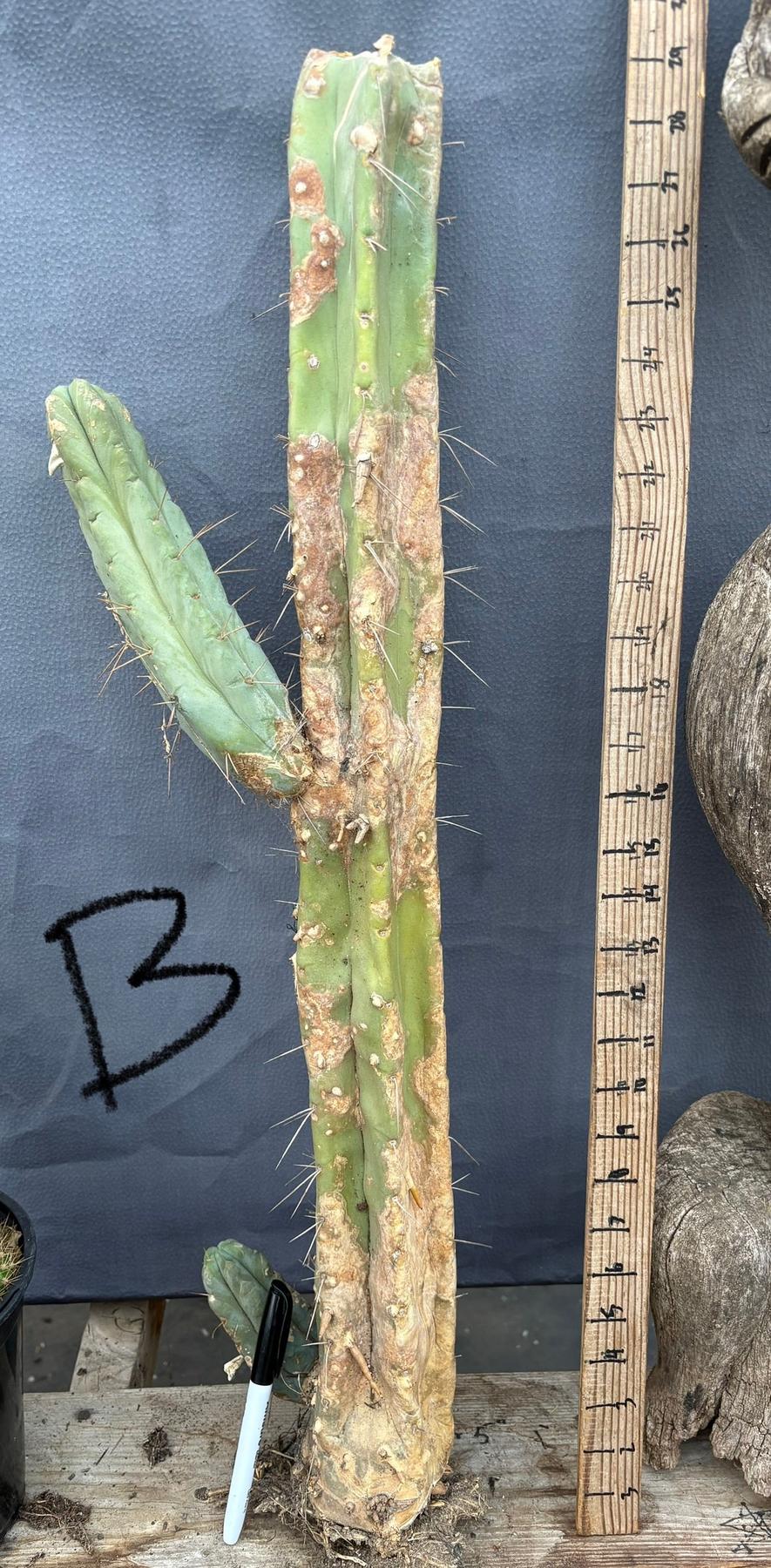 #EC153 EXACT Trichocereus Bridgesii Jiimz Twin Spine Cactus Cuttings