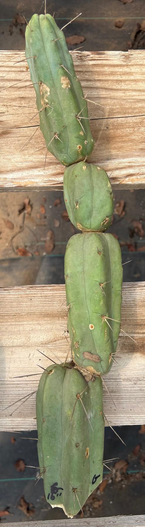 #EC153 EXACT Trichocereus Bridgesii Jiimz Twin Spine Cactus Cuttings