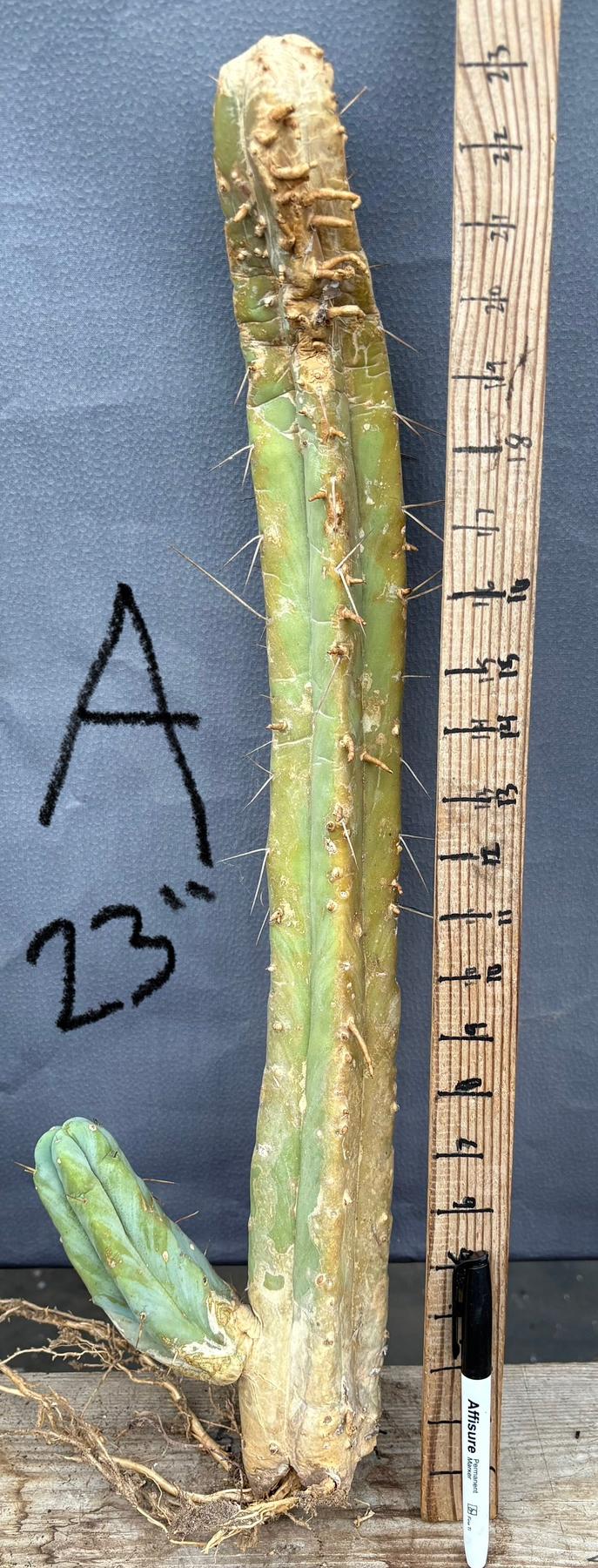 #EC153 EXACT Trichocereus Bridgesii Jiimz Twin Spine Cactus Cuttings