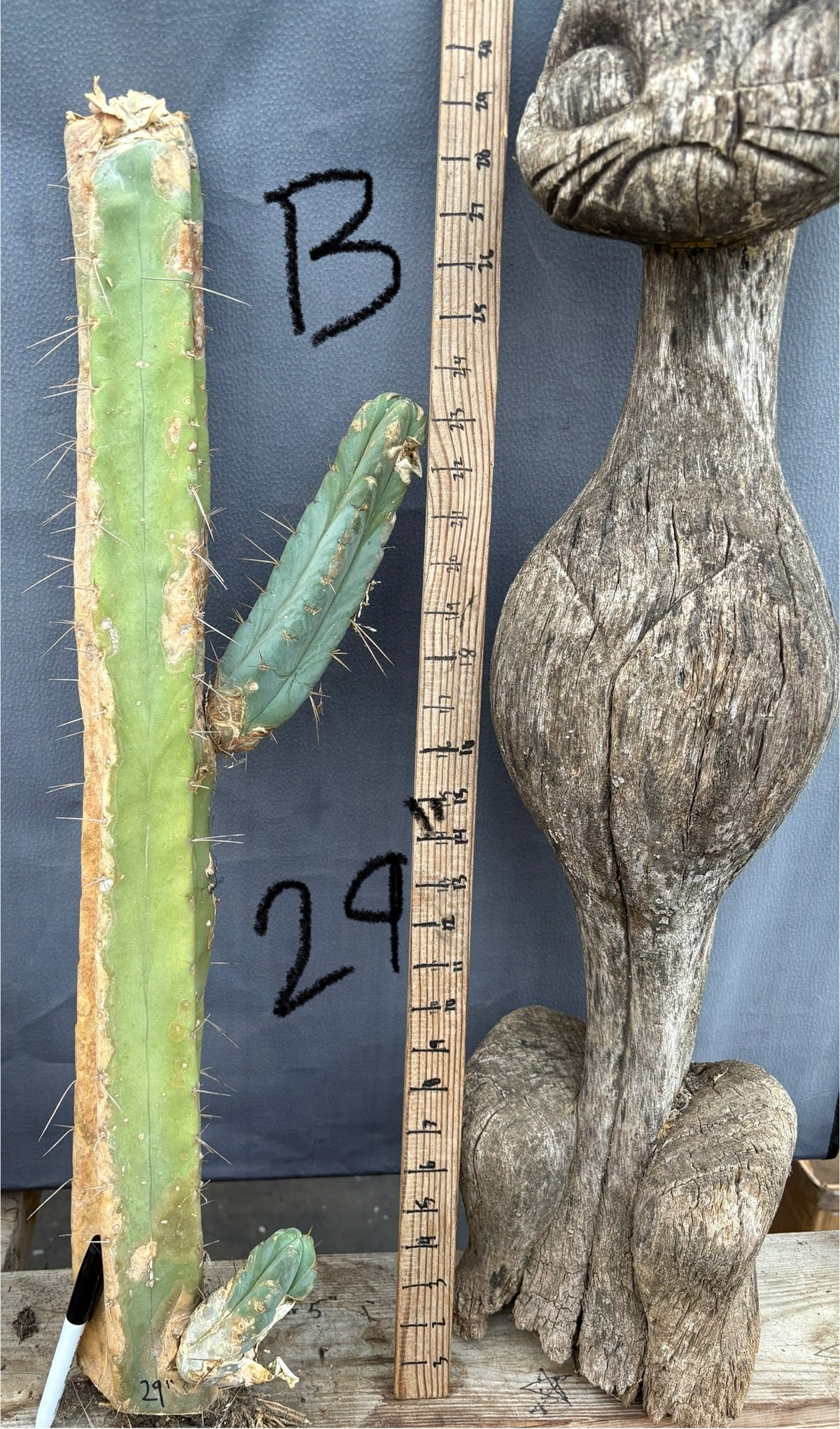 #EC153 EXACT Trichocereus Bridgesii Jiimz Twin Spine Cactus Cuttings