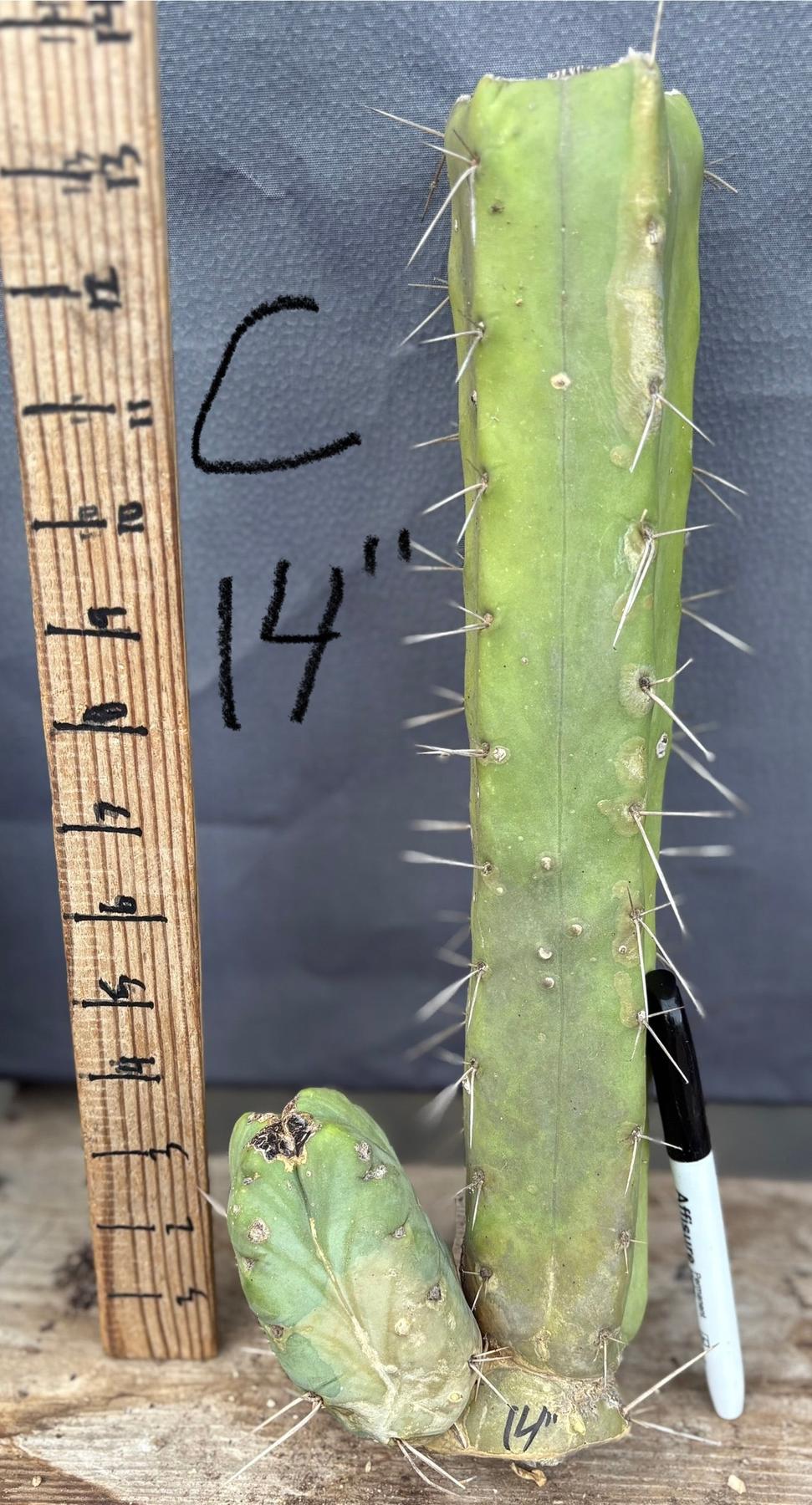 #EC153 EXACT Trichocereus Bridgesii Jiimz Twin Spine Cactus Cuttings
