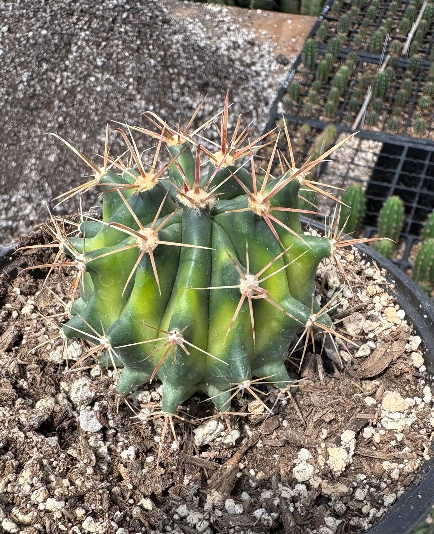 #EC154 Variegated Ferocactus Cactus in 6” container