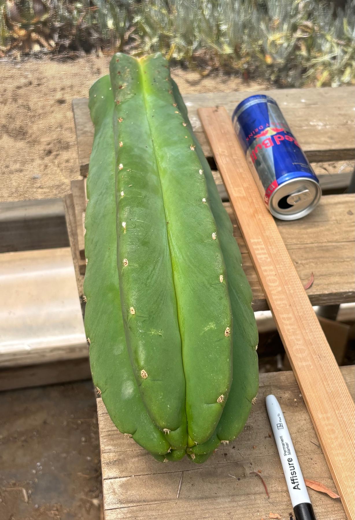 #EC156 EXACT Trichocereus Huan X Malo4 17”