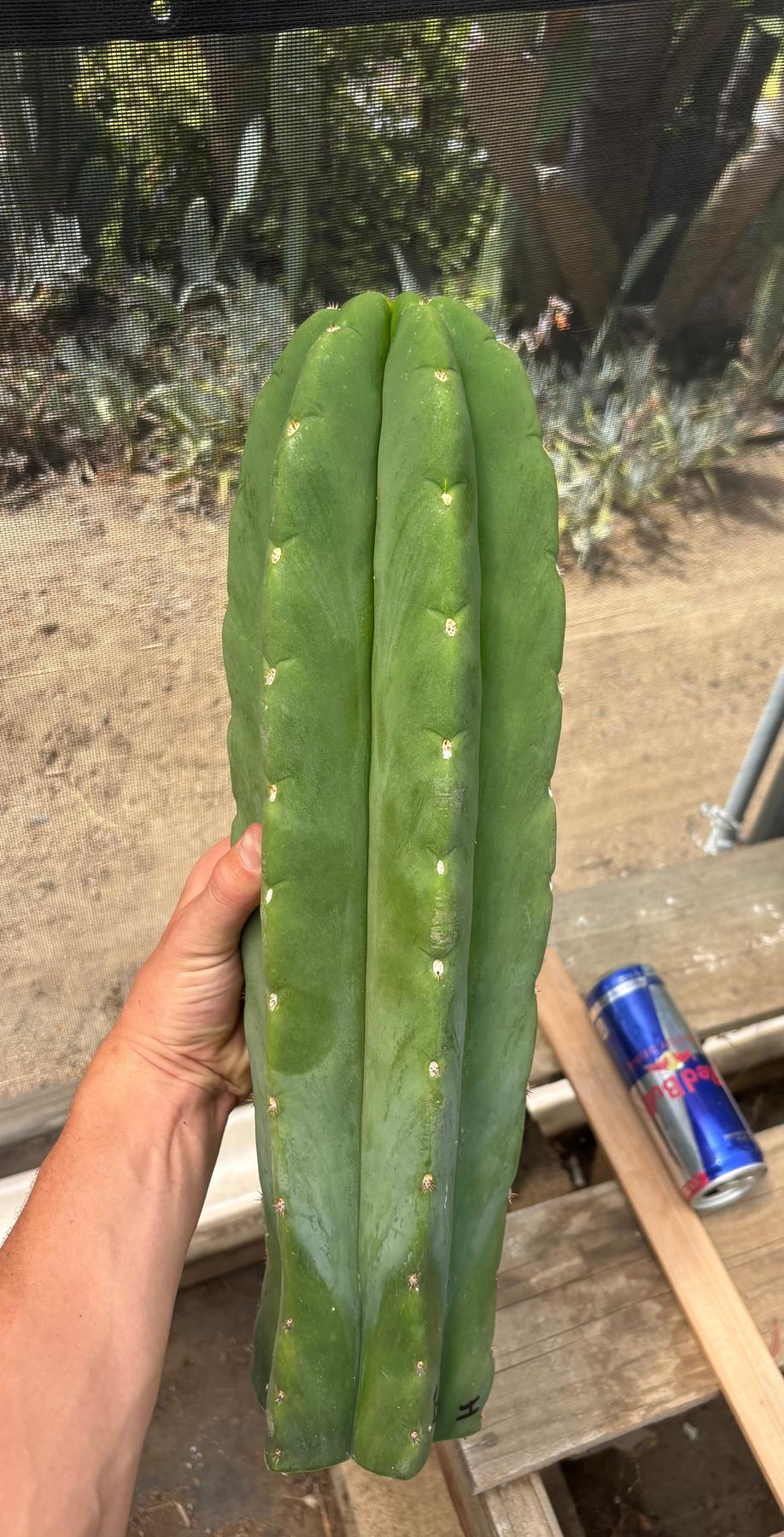 #EC156 EXACT Trichocereus Huan X Malo4 17”