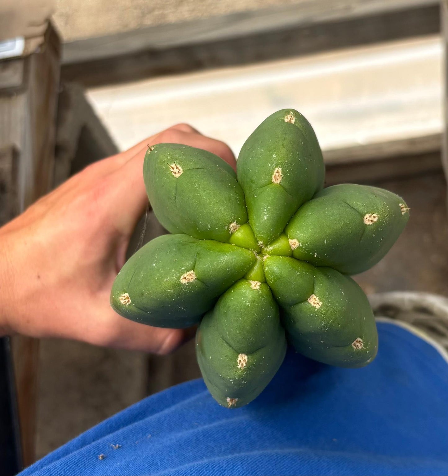 #EC156 EXACT Trichocereus Huan X Malo4 17”