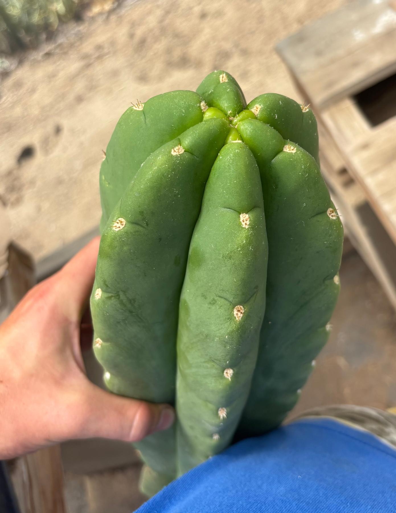 #EC156 EXACT Trichocereus Huan X Malo4 17”