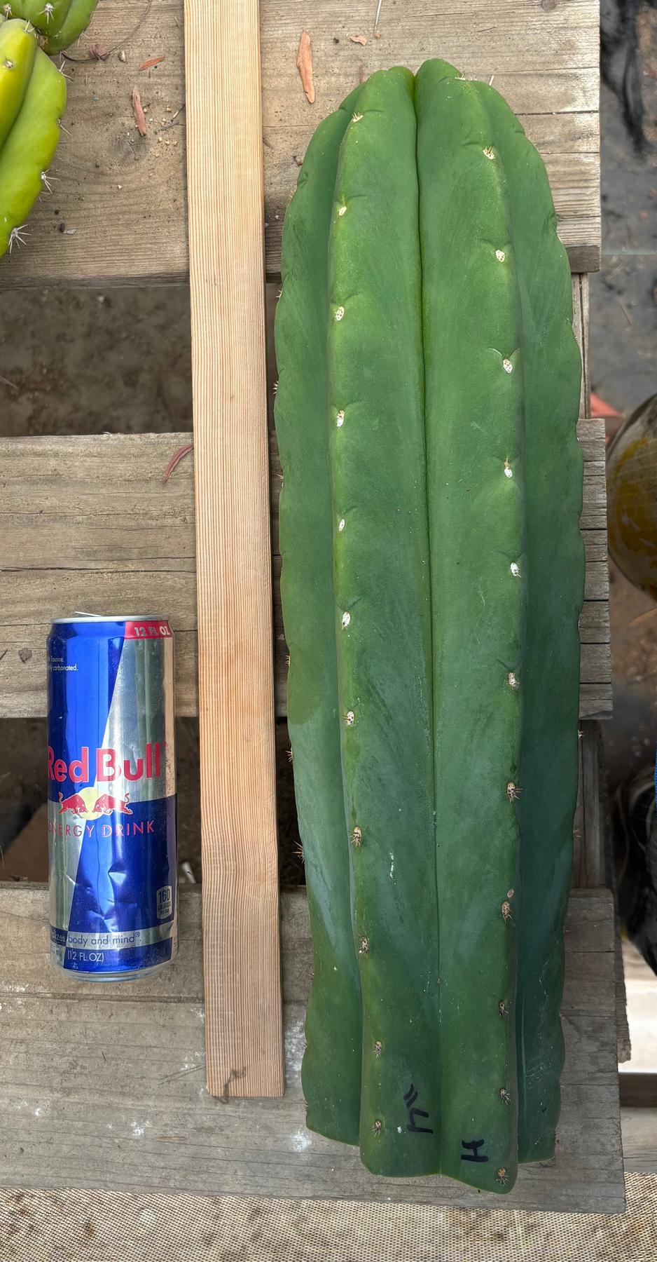 #EC156 EXACT Trichocereus Huan X Malo4 17”