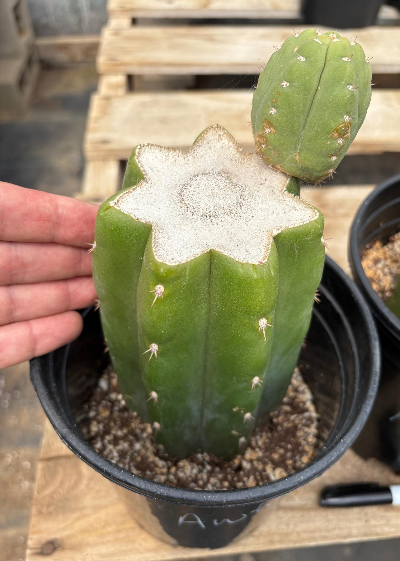 #EC157 EXACT Trichocereus Pachanoi "Awful" Cactus Various sizes