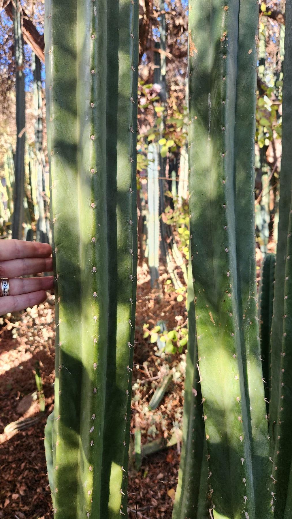 #EC157 EXACT Trichocereus Pachanoi "Awful" Cactus Various sizes
