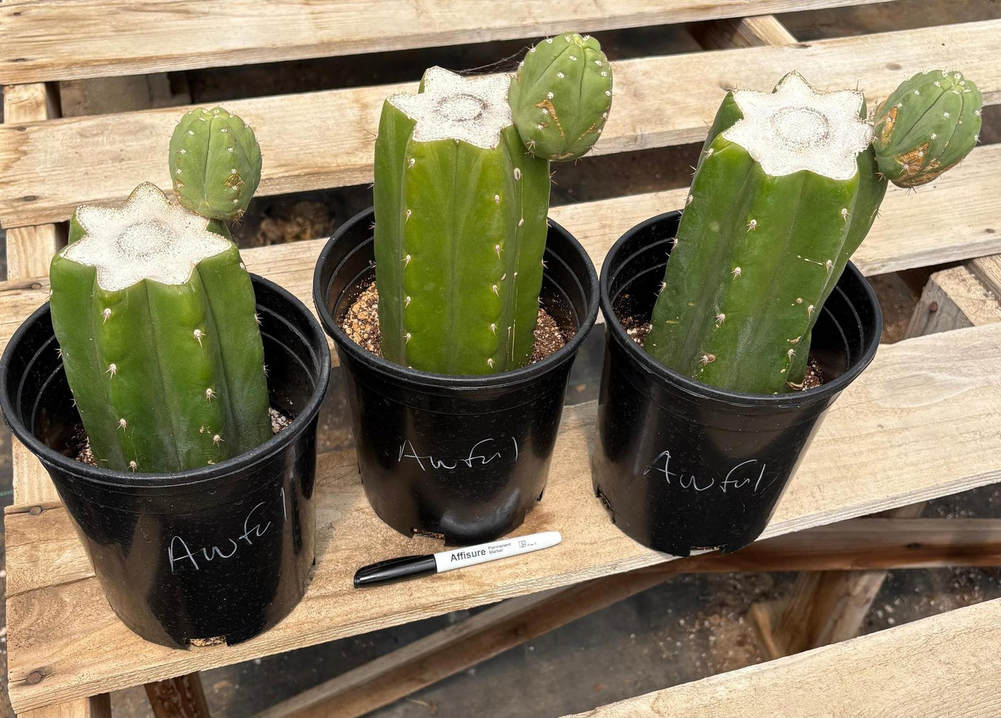 #EC157 EXACT Trichocereus Pachanoi "Awful" Cactus Various sizes