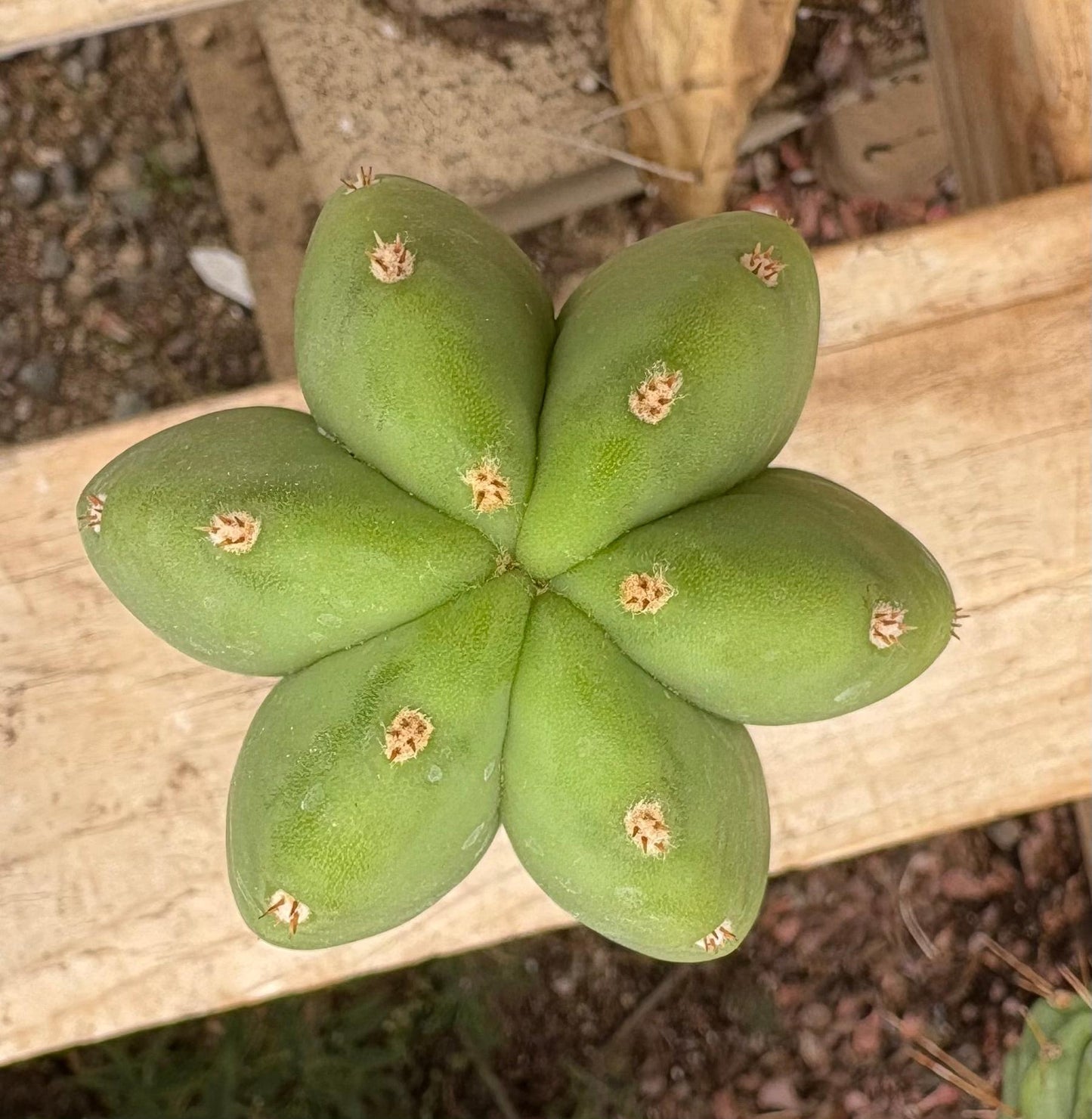 #EC161 EXACT Trichocereus Pachanoi Jessica X Scopulicola cutting 10-12”