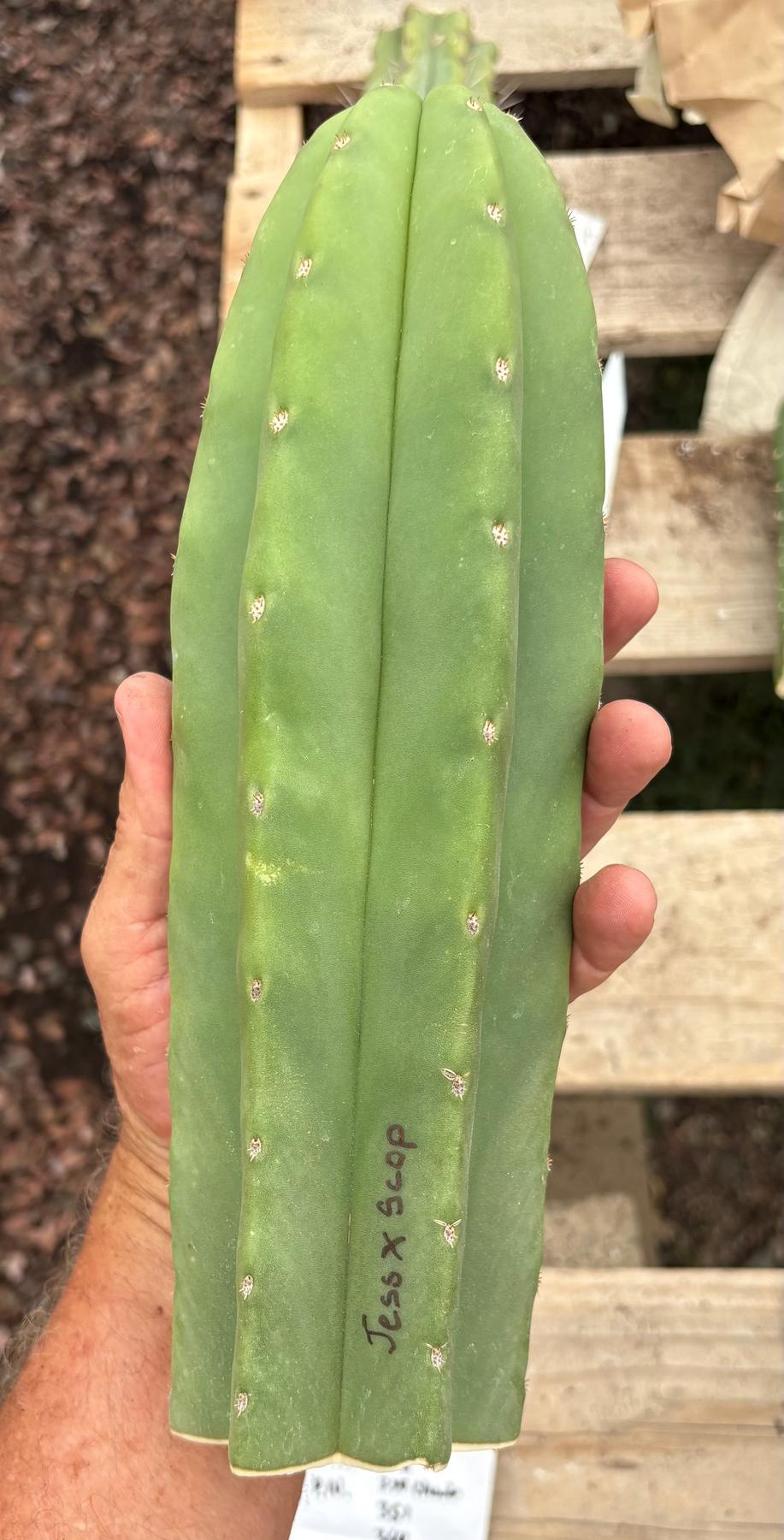 #EC161 EXACT Trichocereus Pachanoi Jessica X Scopulicola cutting 10-12”