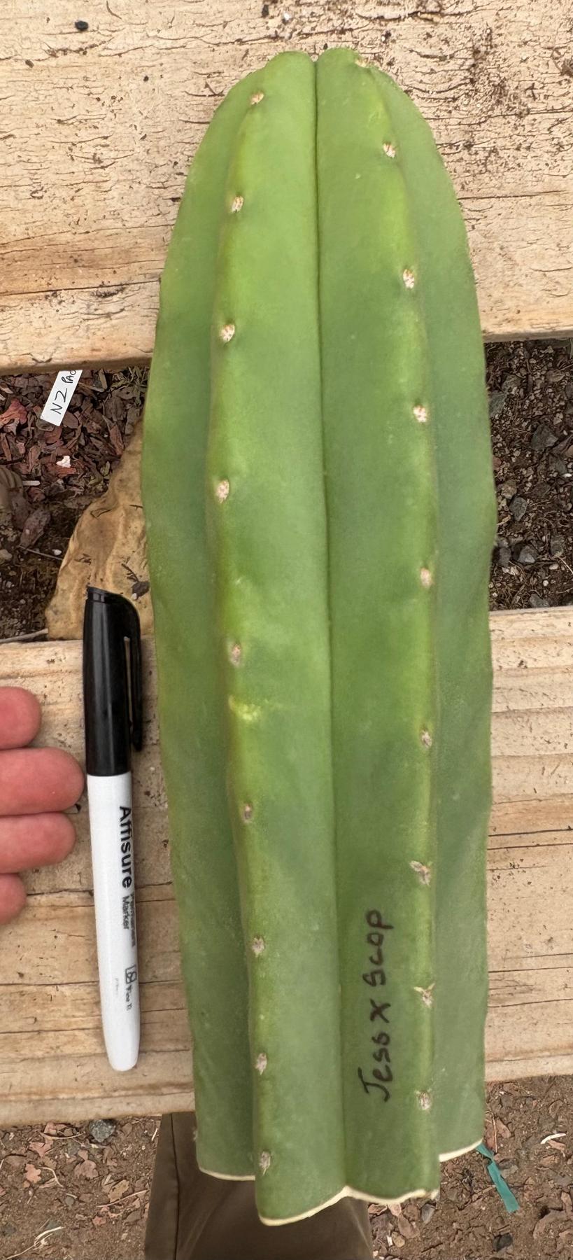 #EC161 EXACT Trichocereus Pachanoi Jessica X Scopulicola cutting 10-12”