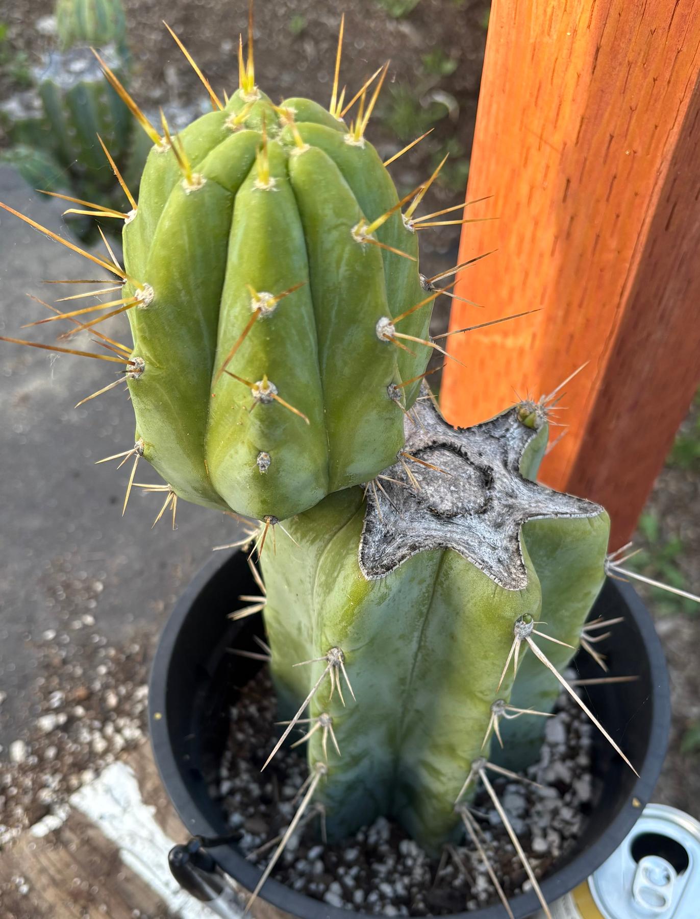 #EC164 EXACT Trichocereus SLOP Cactus 12”