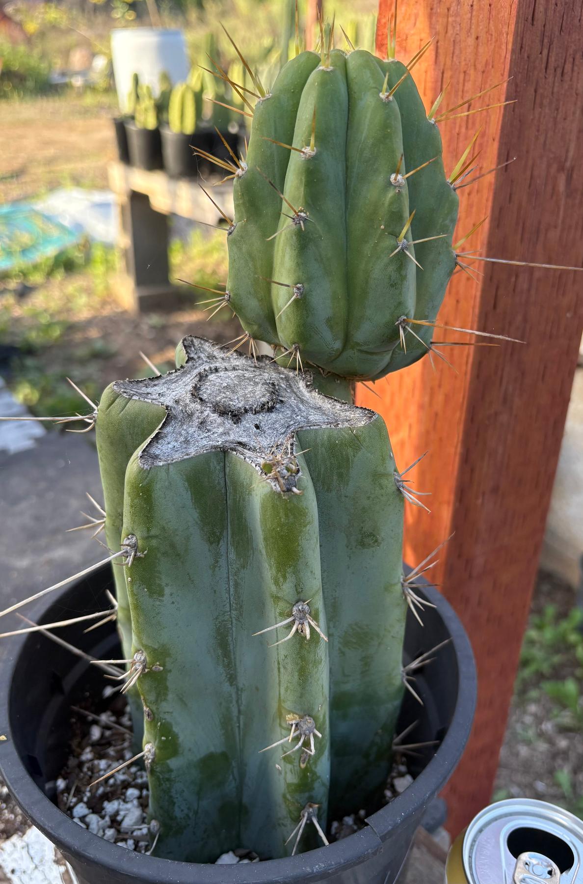 #EC164 EXACT Trichocereus SLOP Cactus 12”
