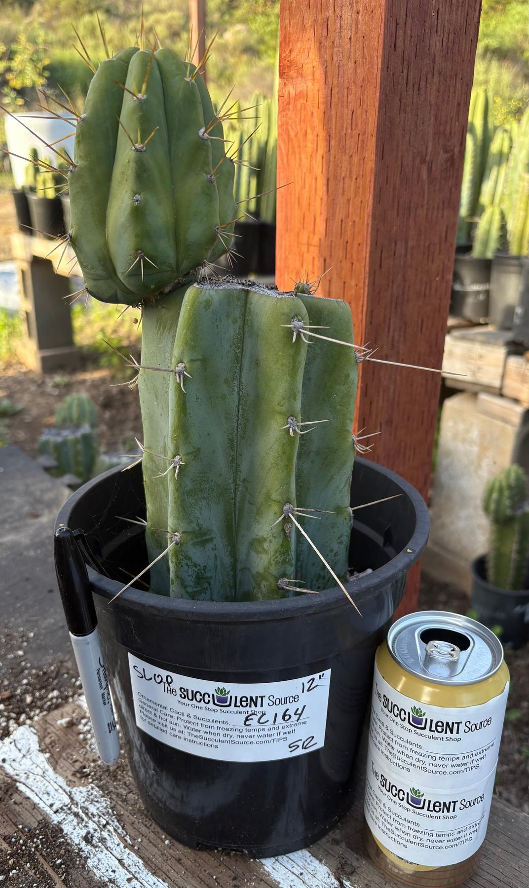 #EC164 EXACT Trichocereus SLOP Cactus 12”