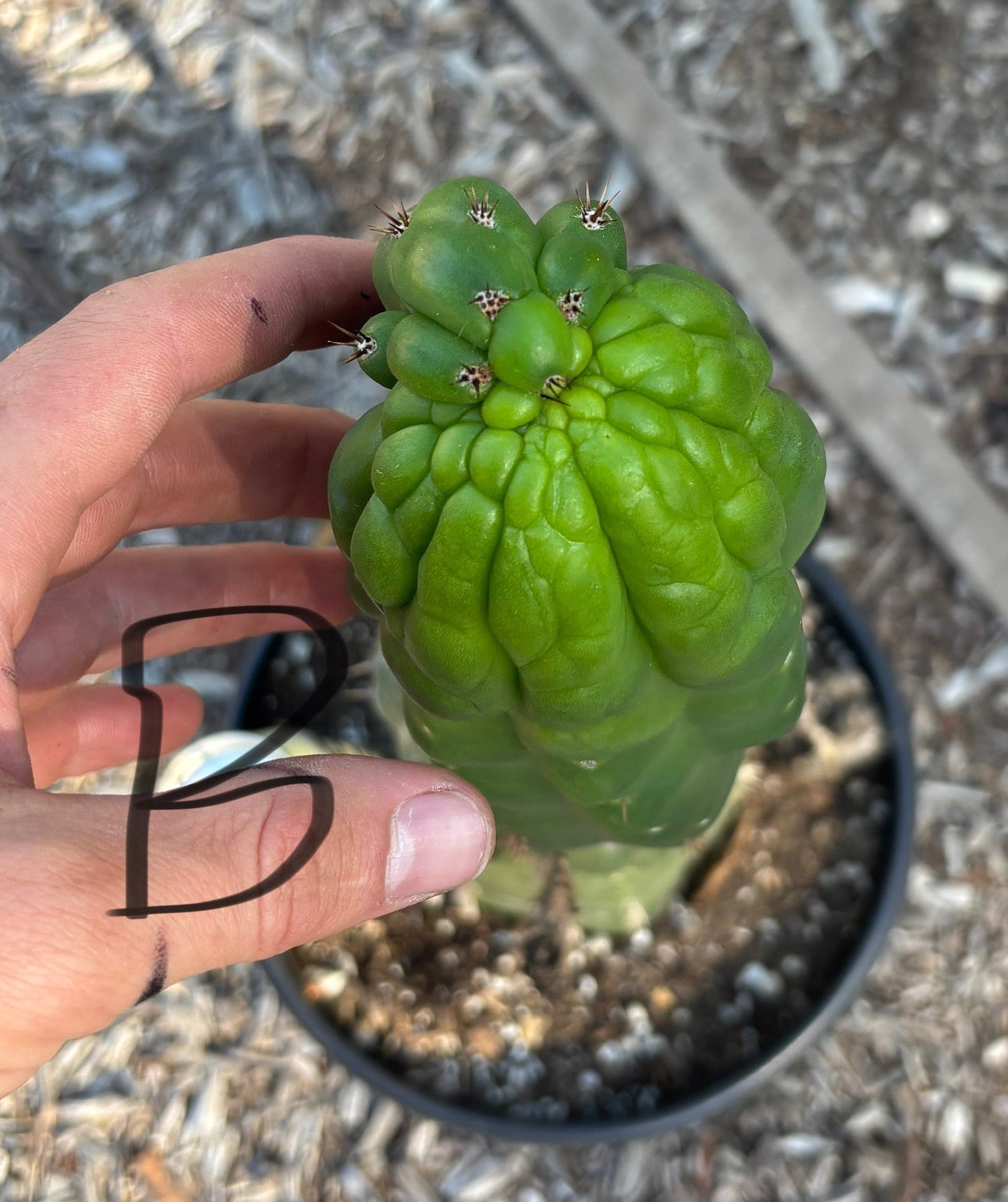 #EC165 EXACT BIGGG Trichocereus Pachanoi Monstrose TPM Potted Cactus