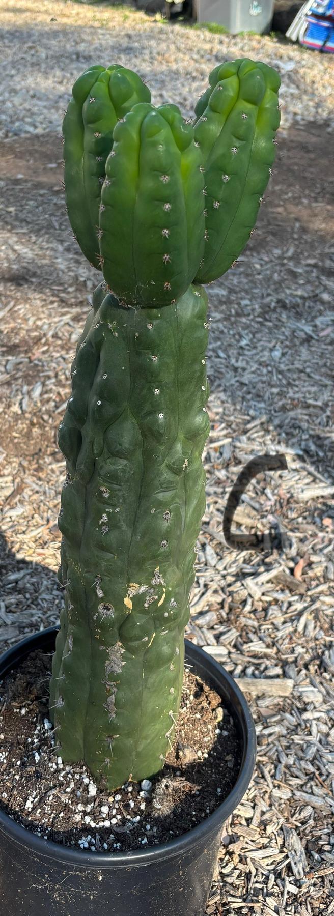 #EC165 EXACT BIGGG Trichocereus Pachanoi Monstrose TPM Potted Cactus