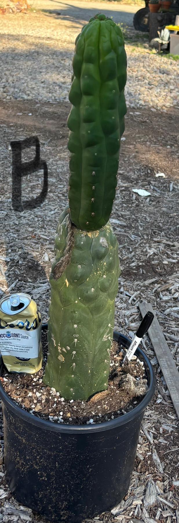 #EC165 EXACT BIGGG Trichocereus Pachanoi Monstrose TPM Potted Cactus