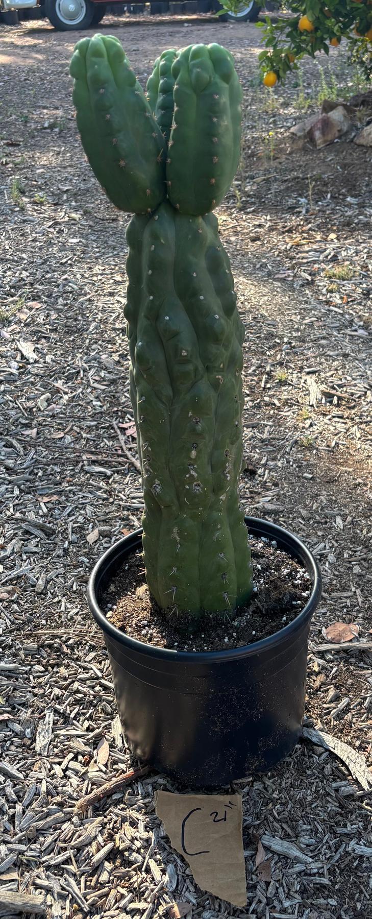 #EC165 EXACT BIGGG Trichocereus Pachanoi Monstrose TPM Potted Cactus