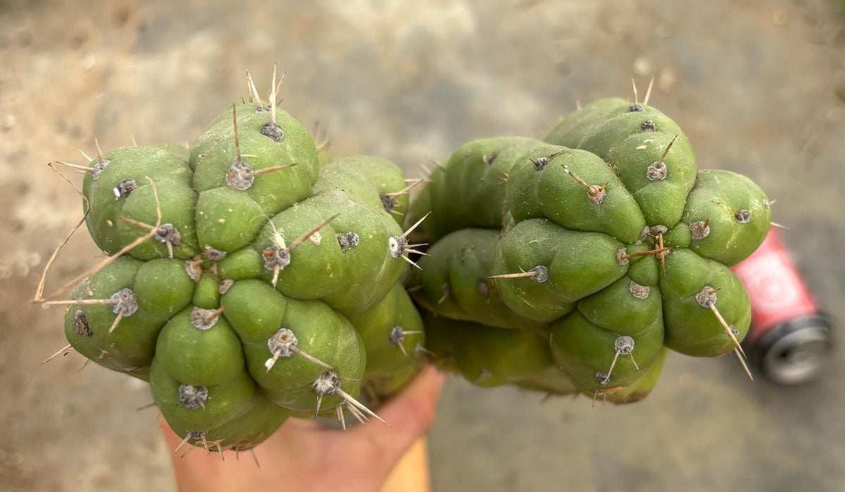 #EC169 EXACT Trichocereus Pachanoi Monstrose TPM Cactus TLC Cuttings A-J