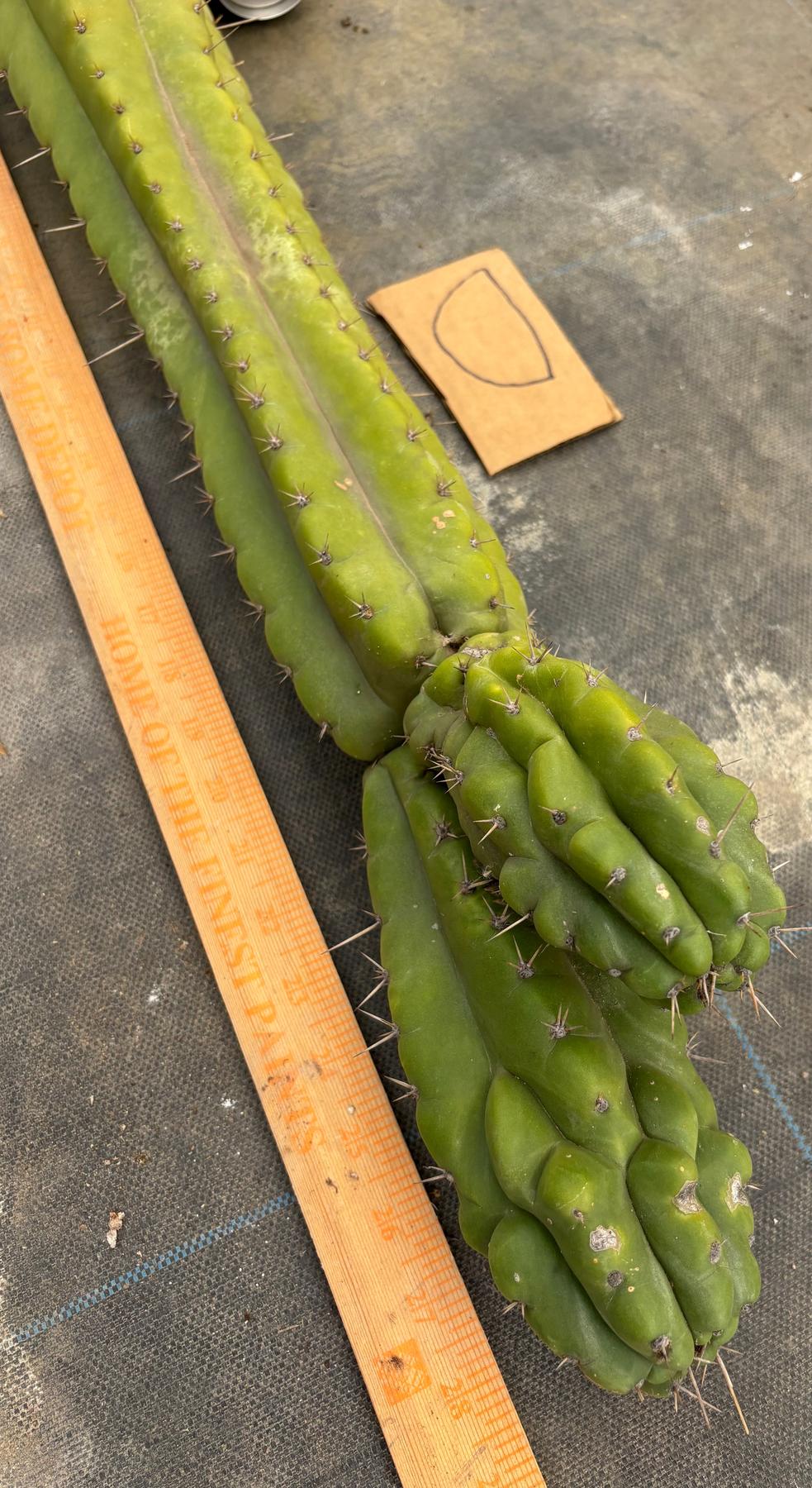 #EC169 EXACT Trichocereus Pachanoi Monstrose TPM Cactus TLC Cuttings A-J