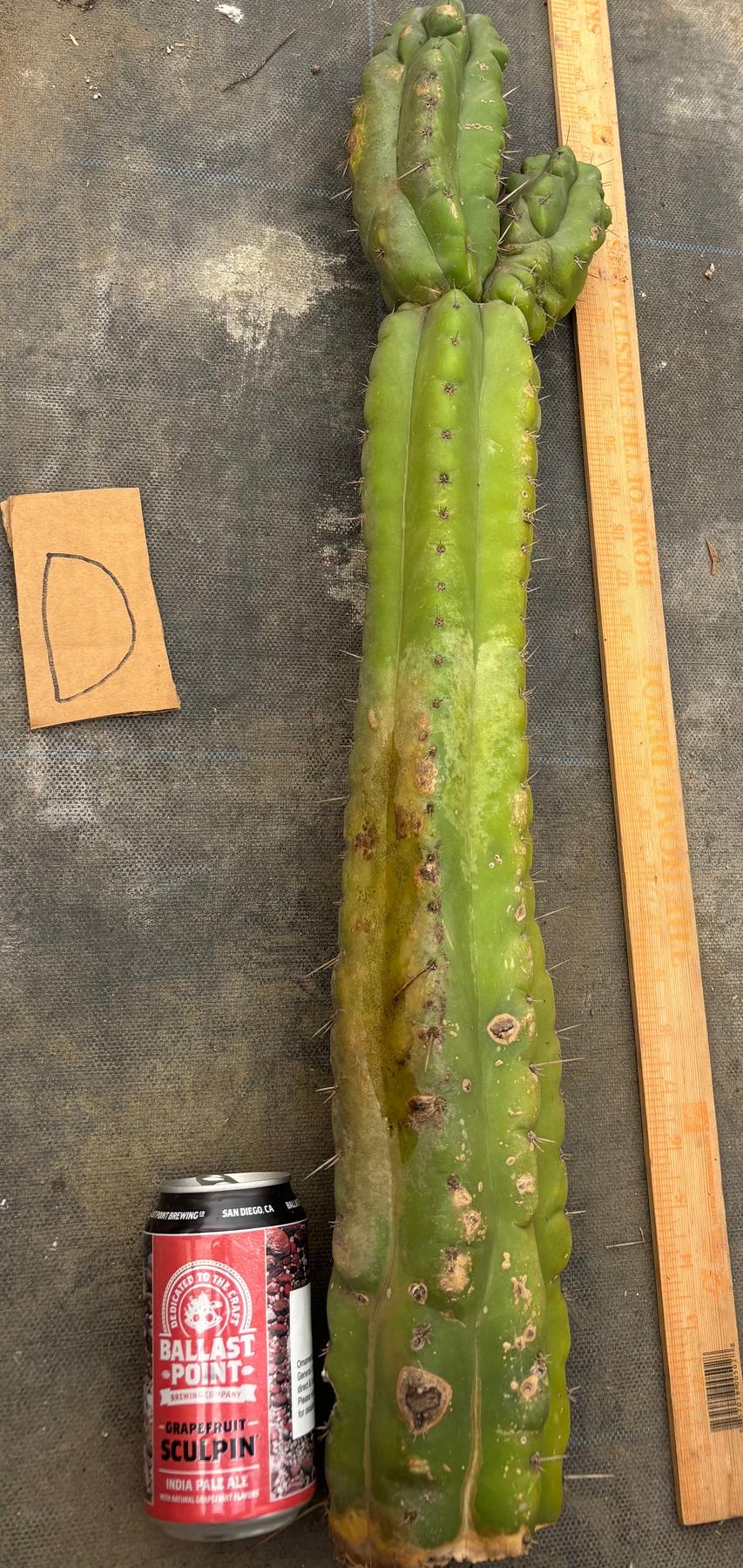 #EC169 EXACT Trichocereus Pachanoi Monstrose TPM Cactus TLC Cuttings A-J