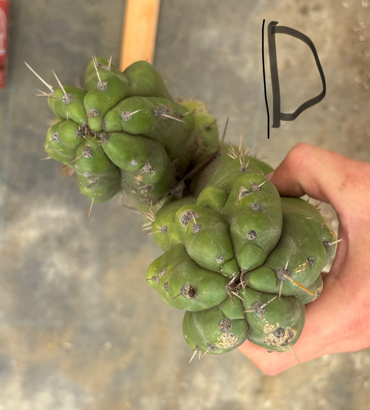 #EC169 EXACT Trichocereus Pachanoi Monstrose TPM Cactus TLC Cuttings A-J