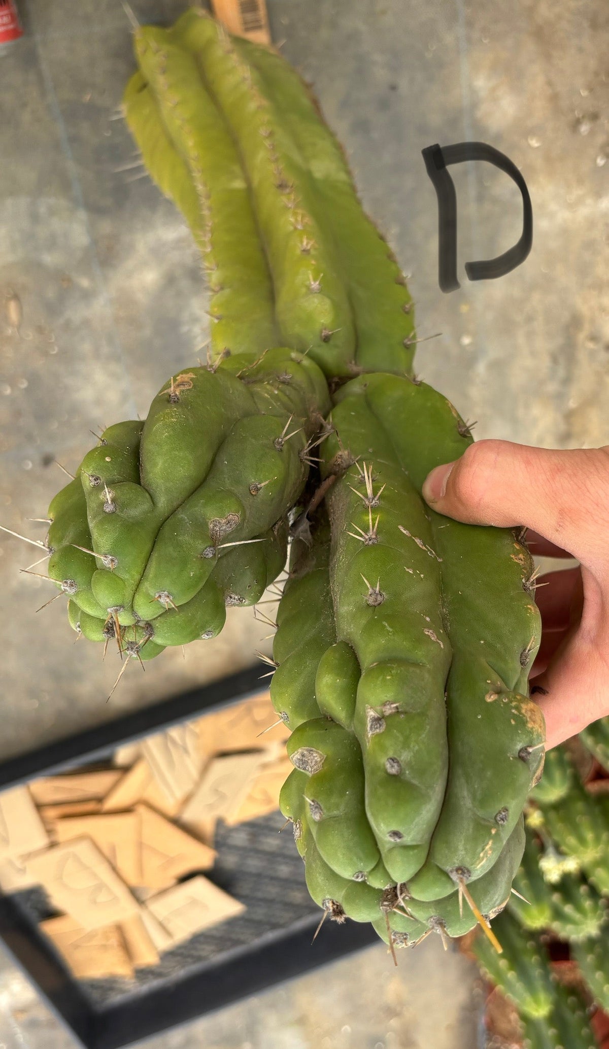 #EC169 EXACT Trichocereus Pachanoi Monstrose TPM Cactus TLC Cuttings A-J