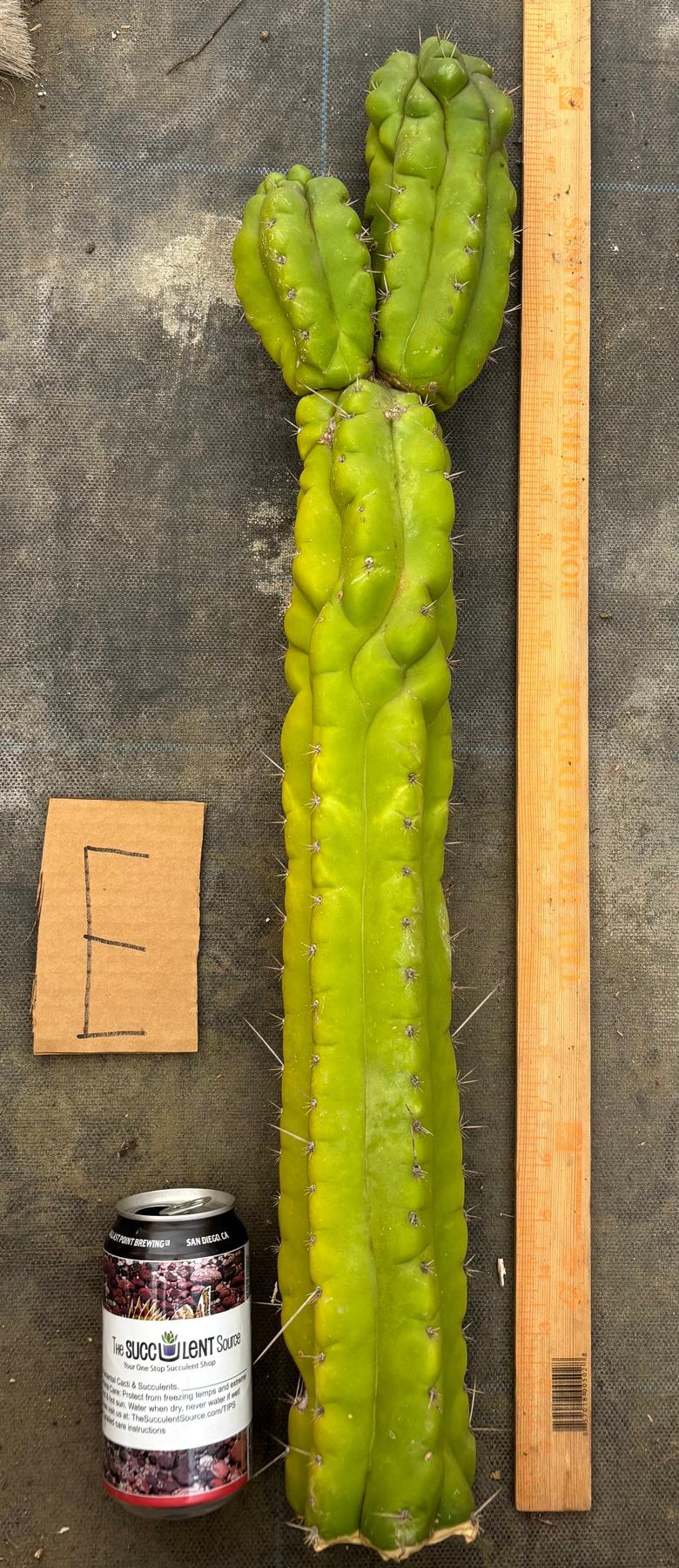 #EC169 EXACT Trichocereus Pachanoi Monstrose TPM Cactus TLC Cuttings A-J