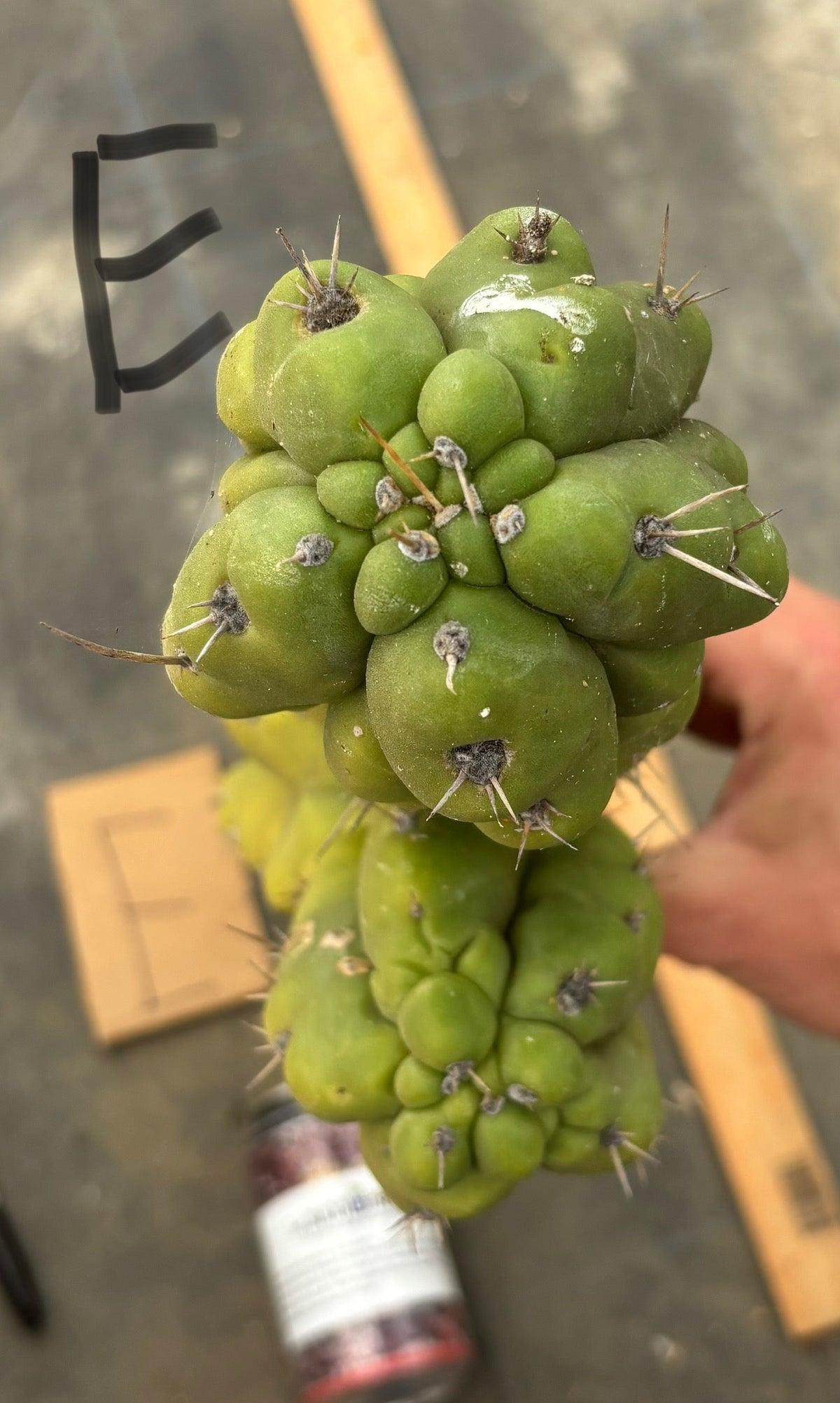 #EC169 EXACT Trichocereus Pachanoi Monstrose TPM Cactus TLC Cuttings A-J