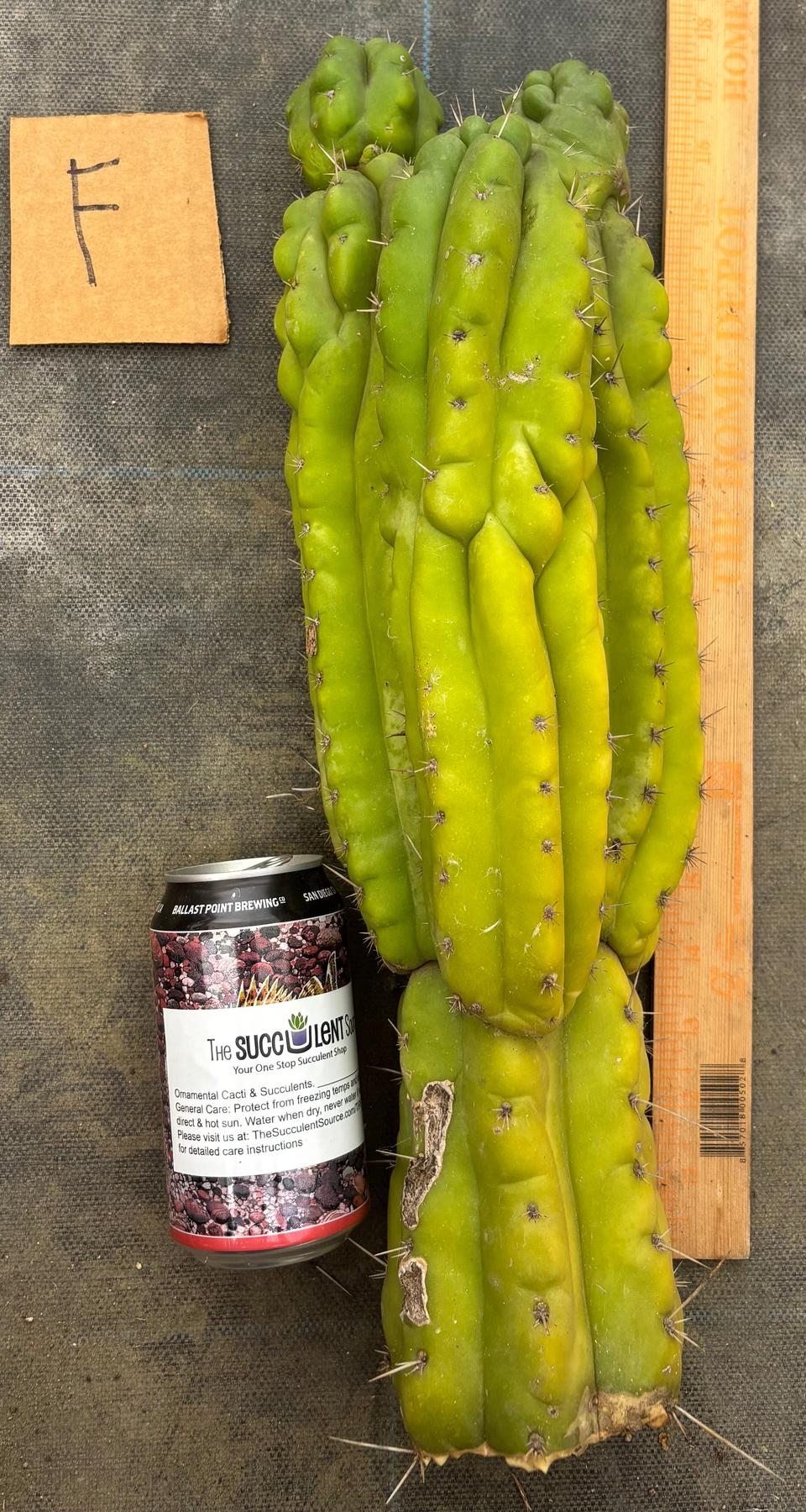 #EC169 EXACT Trichocereus Pachanoi Monstrose TPM Cactus TLC Cuttings A-J