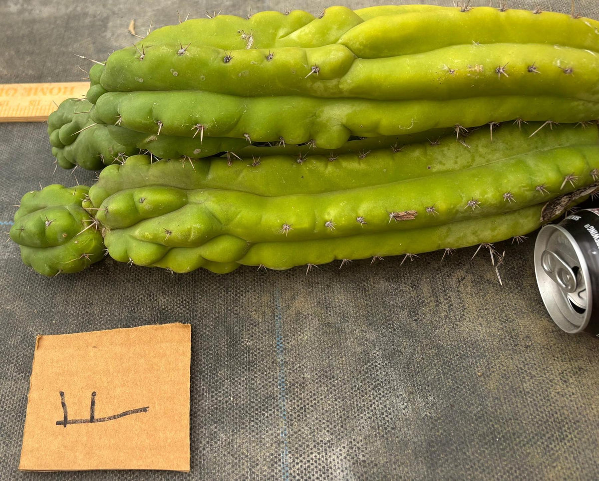 #EC169 EXACT Trichocereus Pachanoi Monstrose TPM Cactus TLC Cuttings A-J