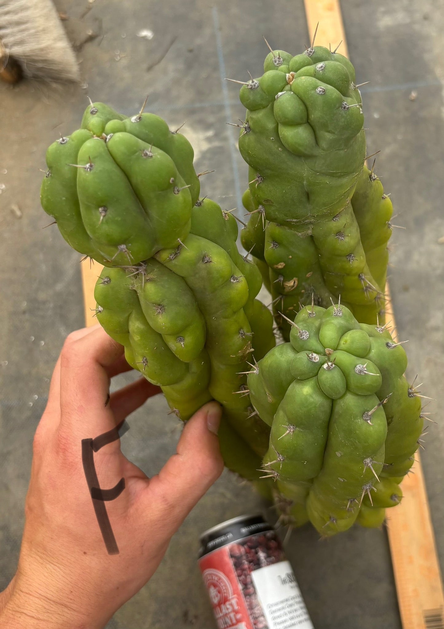 #EC169 EXACT Trichocereus Pachanoi Monstrose TPM Cactus TLC Cuttings A-J