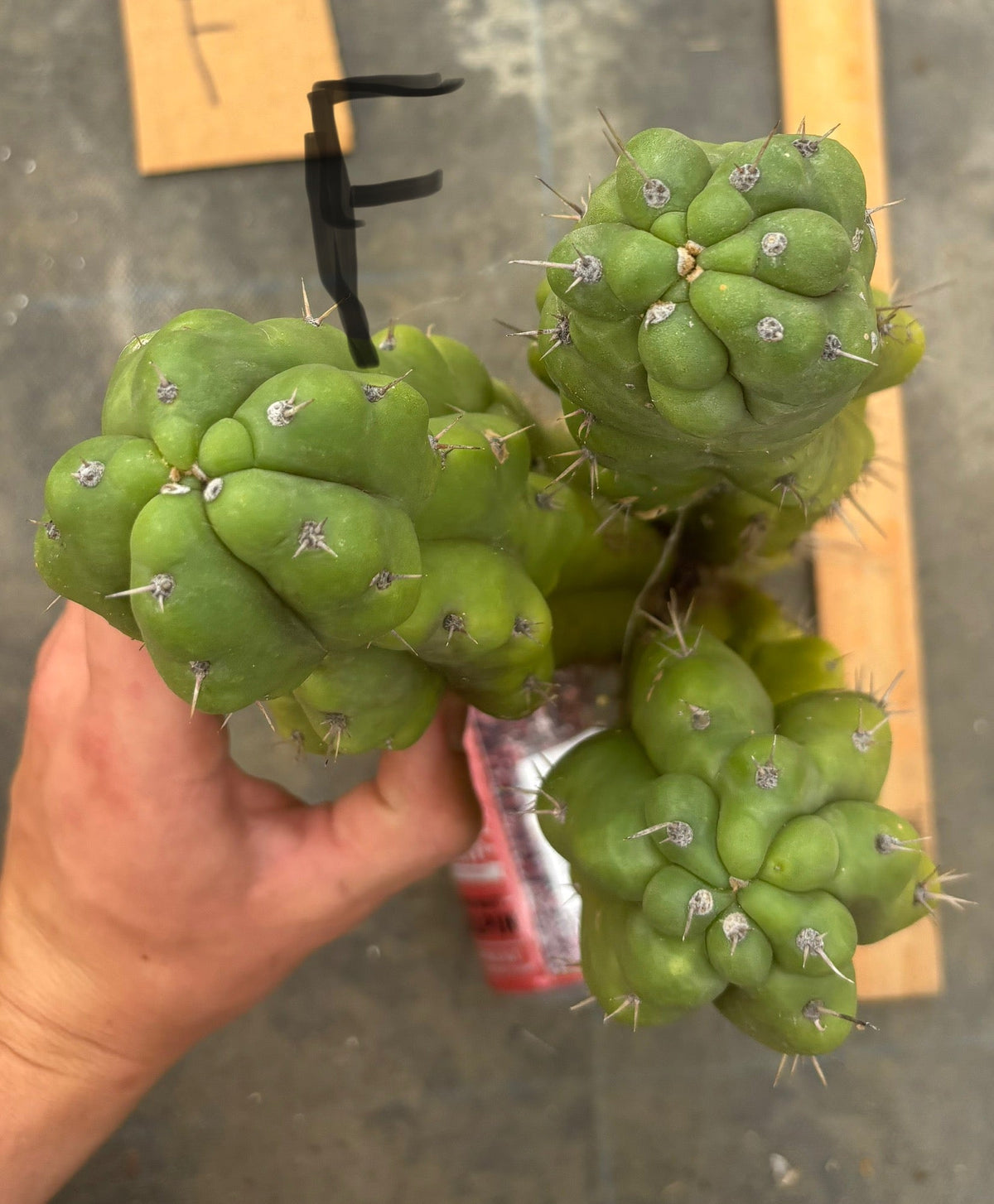 #EC169 EXACT Trichocereus Pachanoi Monstrose TPM Cactus TLC Cuttings A-J