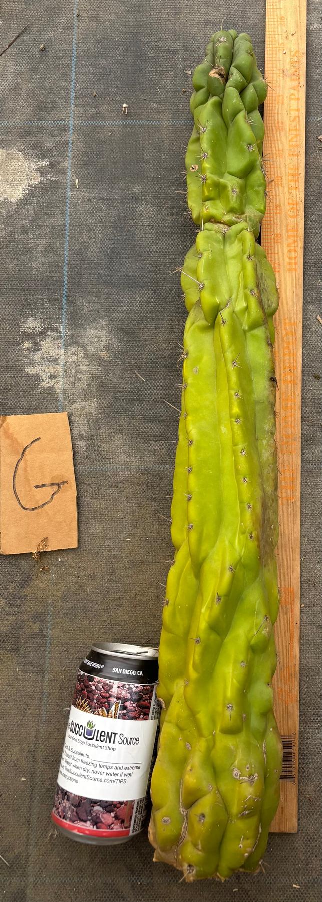 #EC169 EXACT Trichocereus Pachanoi Monstrose TPM Cactus TLC Cuttings A-J