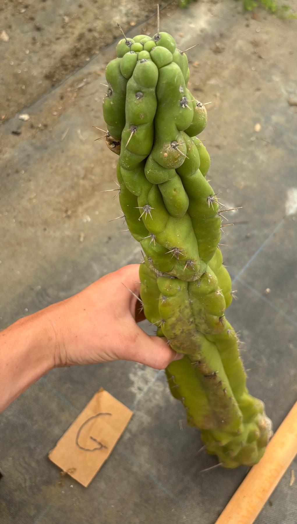 #EC169 EXACT Trichocereus Pachanoi Monstrose TPM Cactus TLC Cuttings A-J