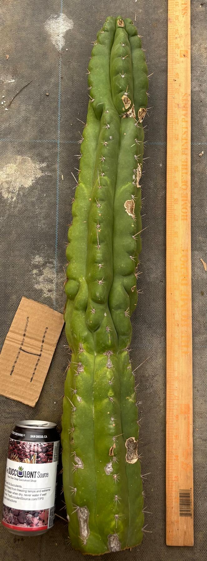 #EC169 EXACT Trichocereus Pachanoi Monstrose TPM Cactus TLC Cuttings A-J