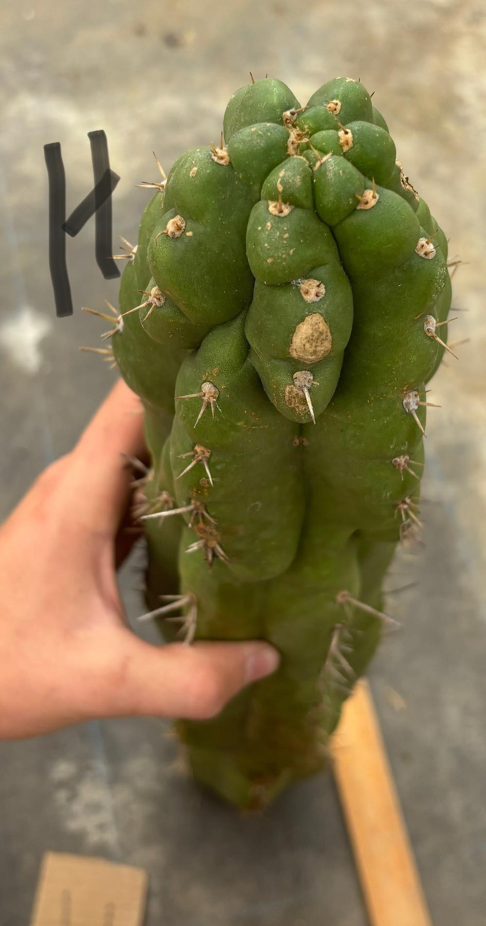 #EC169 EXACT Trichocereus Pachanoi Monstrose TPM Cactus TLC Cuttings A-J